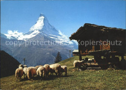 11695338 Zermatt VS Schafe Und Spyher Auf Findelen Mit Matterhorn  - Autres & Non Classés