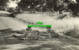 R621937 Cheetahs. Kruger National Park. Jagluiperds. Nasionale Krugerwildtuin. S - Welt