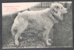 Chiens - Pyrénées - Bambou - 1e Prix à L'exposition Canine - Honden