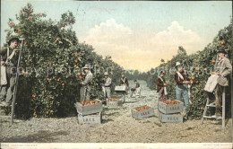 11694396 Palm_Beach Picking Oranges Orangenplantage Ernte - Autres & Non Classés