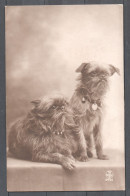 Chiens - Deux Caniches Prenant La Pose - Dogs
