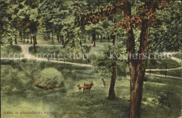 11694197 Saint Louis Missouri Deer In Carondelet Park United States - Other & Unclassified