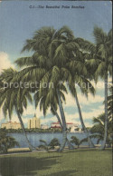 11693999 Palm_Beach Palm Trees - Andere & Zonder Classificatie