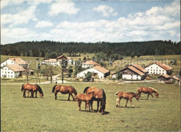 11691782 Jura Fohlen Mit Stuten In Den Freibergen Bern - Autres & Non Classés