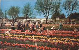 11690629 Holland_Michigan Tulip Farm - Sonstige & Ohne Zuordnung