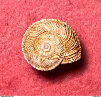 Land Snail- Cernuella Rugosa ( Lamarck , 1822)- 1998. Trapani, Sicily, Italy . Alive Taken Among Shrubs 10,5 X 5,2mm - Coquillages