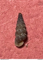 Land Snail- Cochlostoma Philippianum ( Gredler, 1853)- 17.8.2013. La Sella, Santa Croce Lake, Ponte Nelle Alpi, Belluno - Schelpen