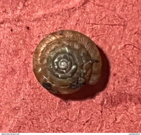 Land Snail- Discus Rotundatus( O.F.Muller, 1774)- 5.6.2005. Sant-Ciers D'Abzac ( France) . 4,8 X 1,1 Mm - Conchas Y Caracoles