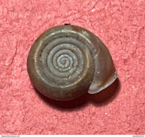 Land Snail- Helicodonta Angigyra ( Rossmassler , 1834)- 13.6.2000. Tolggio Valley, San Giovanni Briano, Bergamo, Italy . - Schelpen