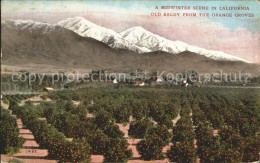 11690377 Los_Angeles_California Midwinter Scene Old Baldly From The Orange Grove - Other & Unclassified