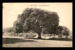 22 - SAINT-CAST - LE GROS CHENE VERT - ARBRE - Saint-Cast-le-Guildo