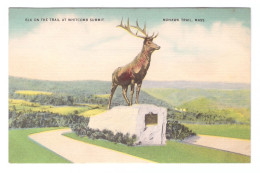 UNITED STATES // MOHAWK TRAIL // ELK ON THE TRAIL AT WHITCOMB SUMMIT - Autres & Non Classés