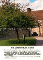 73258222 Glastonbury The Glastonbury Thorn Glastonbury - Sonstige & Ohne Zuordnung