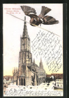 AK Ulm, Münster Kirche, Vogel  - Ulm