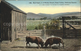 11688721 Scott_Valley_California Bull Fight J A Walker Ranch - Sonstige & Ohne Zuordnung