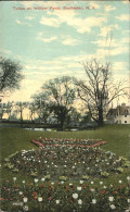 11688290 Rochester_New_York Tulips At Willow Pond - Sonstige & Ohne Zuordnung