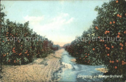 11688264 California_US-State Orange Orchard Orangenplantage - Sonstige & Ohne Zuordnung