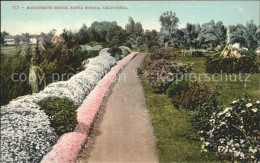 11688263 Santa_Monica Marguerite Hedge - Other & Unclassified