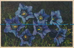 R026103 Kochs Gentian. Gyger. No 1502 - Monde