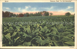 11686452 Kentucky_US-State Tobacco Field In Old Kentucky - Sonstige & Ohne Zuordnung