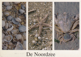 NOORDZEE   MULTIVUE - Other & Unclassified