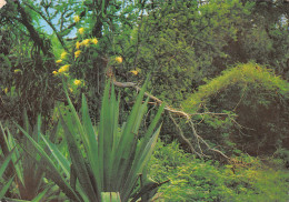 REU-ILE DE LA REUNION SOUS BOIS-N°C4119-C/0213 - Altri & Non Classificati