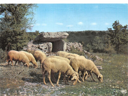 ID-PAYSAGE A IDENTIFIER MOUTONS PATURAGE-N°C4121-A/0235 - To Identify