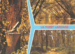 40-LA FORET LANDAISE-N°C4121-B/0363 - Sonstige & Ohne Zuordnung