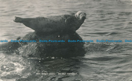 R026530 Grey Seal. An Old Veteran. RP. 1955 - Welt
