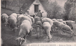 Petit Metier - Scènes Et Types Des Pyrénées - Moutons Au Paturage - Otros & Sin Clasificación