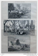 La Boucherie En Campagne - L´abatage - Dépecage -  Page Original 1887 - Historical Documents