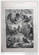 Pigeons De L´Australie - Australische Tauben - Page Original - Gravure - Alter Stich 1887 - Stampe & Incisioni