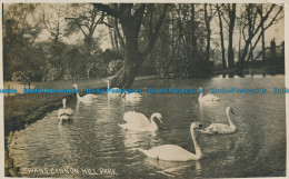 R027201 Swans. Cannon Hill Park. B. Hopkins - World