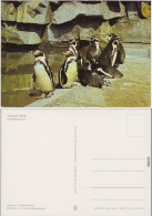 Ansichtskarte Mitte Berlin Humboldtpinguine Tierpark 1982 - Mitte