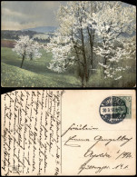 Ansichtskarte  Stimmungsbild: Frühling, Baumblüte, Felder, Wolken 1910 - Other & Unclassified