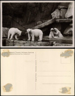 Stellingen-Hamburg Tierpark Hagenbeck Nordland-Panorama: Eisbären 1932 - Stellingen