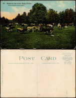 USA United States Of America Bauern Rinder Farmer Scene Of Our Dairy Farms 1913 - Other & Unclassified