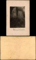 Foto  Botanik Pflanzen Schachtelhalm 1915 Privatfoto - Otros & Sin Clasificación