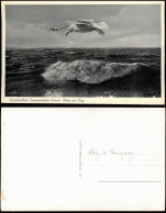 Ansichtskarte Ostseeheilbad Timmendorfer Strand - Möwe Im Flug 1930 - Cuxhaven