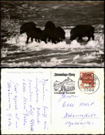 Ansichtskarte Braunlage Wildfütterung Erikabrücke Im Harz Wildschweine 1966 - Braunlage