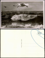 Ansichtskarte  Wellen - Möwe Im Flug Norseebad Wyk A. Föhr
 1930 - Birds