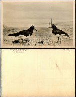 Wilhelmshaven Des Instituts Für Vogelforschung Vogelwarte Helgoland 1938 - Wilhelmshaven