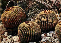 Monaco - Le Jardin Exotique - Echinocactus Grusoni - Cactée Du Mexique - Carte Neuve - CPM - Voir Scans Recto-Verso - Jardin Exotique