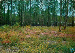 40 - Landes - Foret Landaise - CPM - Voir Scans Recto-Verso - Altri & Non Classificati