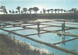 17 - Ile De Ré - Marais Salants - Contre-Jour - Carte Neuve - CPM - Voir Scans Recto-Verso - Ile De Ré