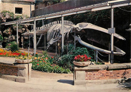 14 - Luc Sur Mer - Jardin Municipal : Squelette De La Baleine échouée Au Lieu Dit Moulin De Luc, Le 12 Janvier 1885 - Fl - Luc Sur Mer