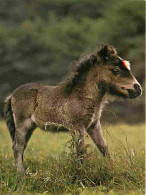 Animaux - Chevaux - Mini-Pony - Poneys - Carte Neuve - CPM - Voir Scans Recto-Verso - Caballos