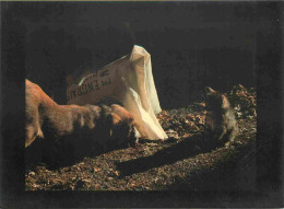 Animaux - Chats - CPM - Voir Scans Recto-Verso - Gatos