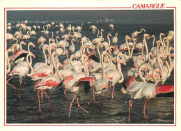 Oiseaux - Flamants Roses - Camargue - Flamingos - CPM - Voir Scans Recto-Verso - Pájaros