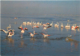 Oiseaux - Flamants Roses - Camargue - Flamingos - CPM - Voir Scans Recto-Verso - Oiseaux